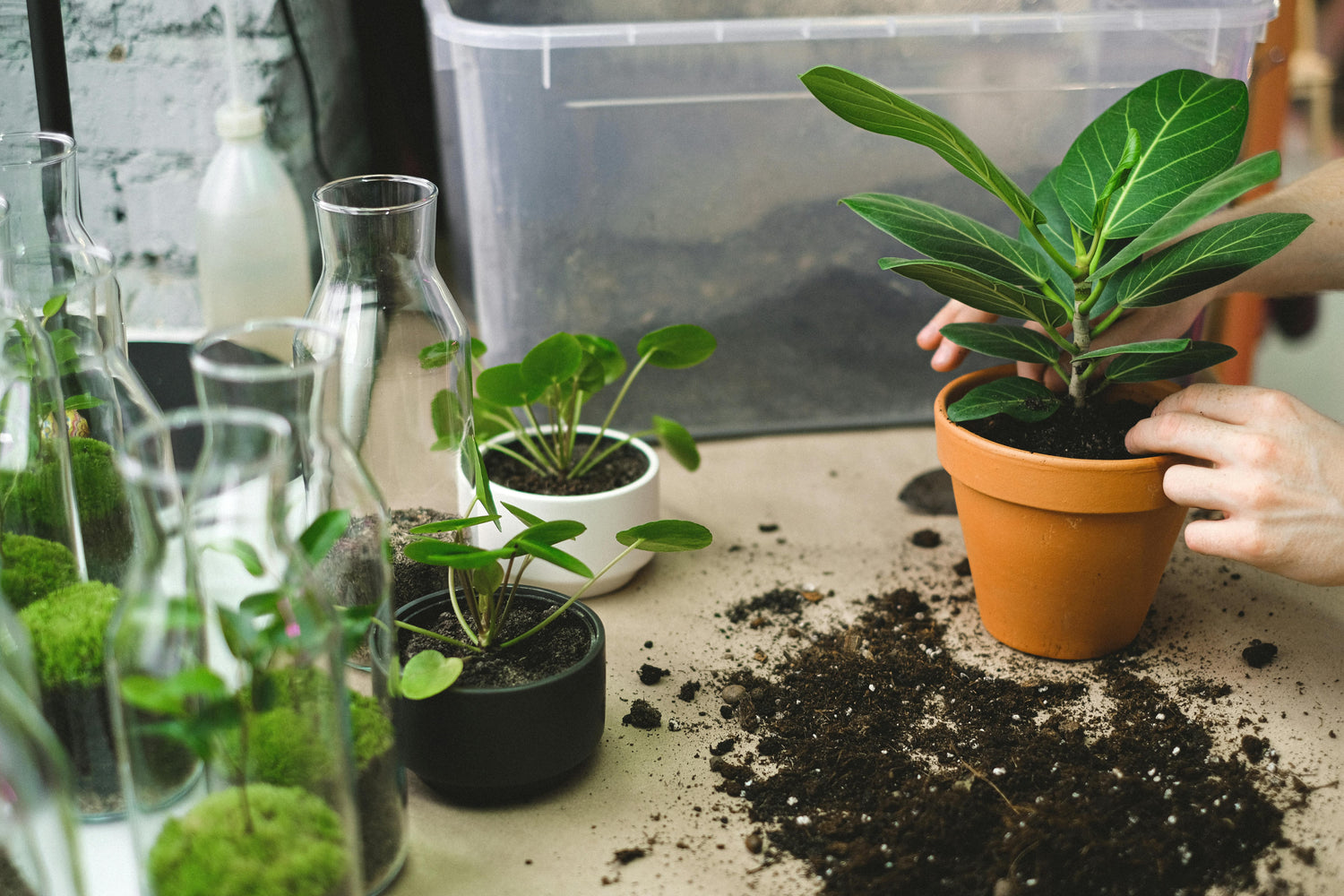 Terrarium and Houseplant